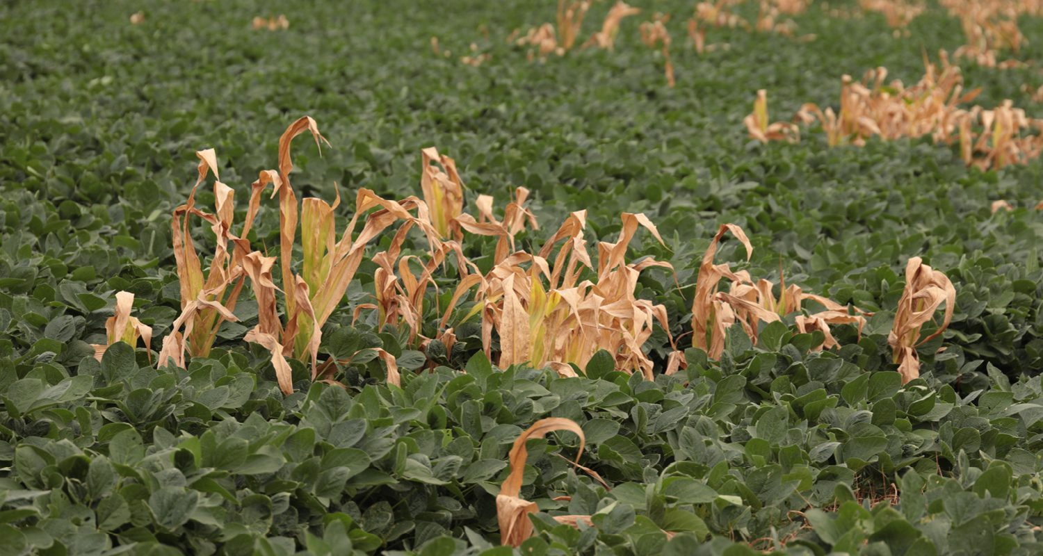 Reduce Volunteer Corn Issues: Capture More Yield at Harvest