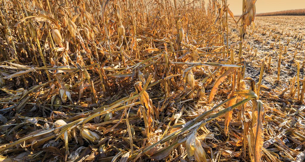 low stand quality due to corn disease